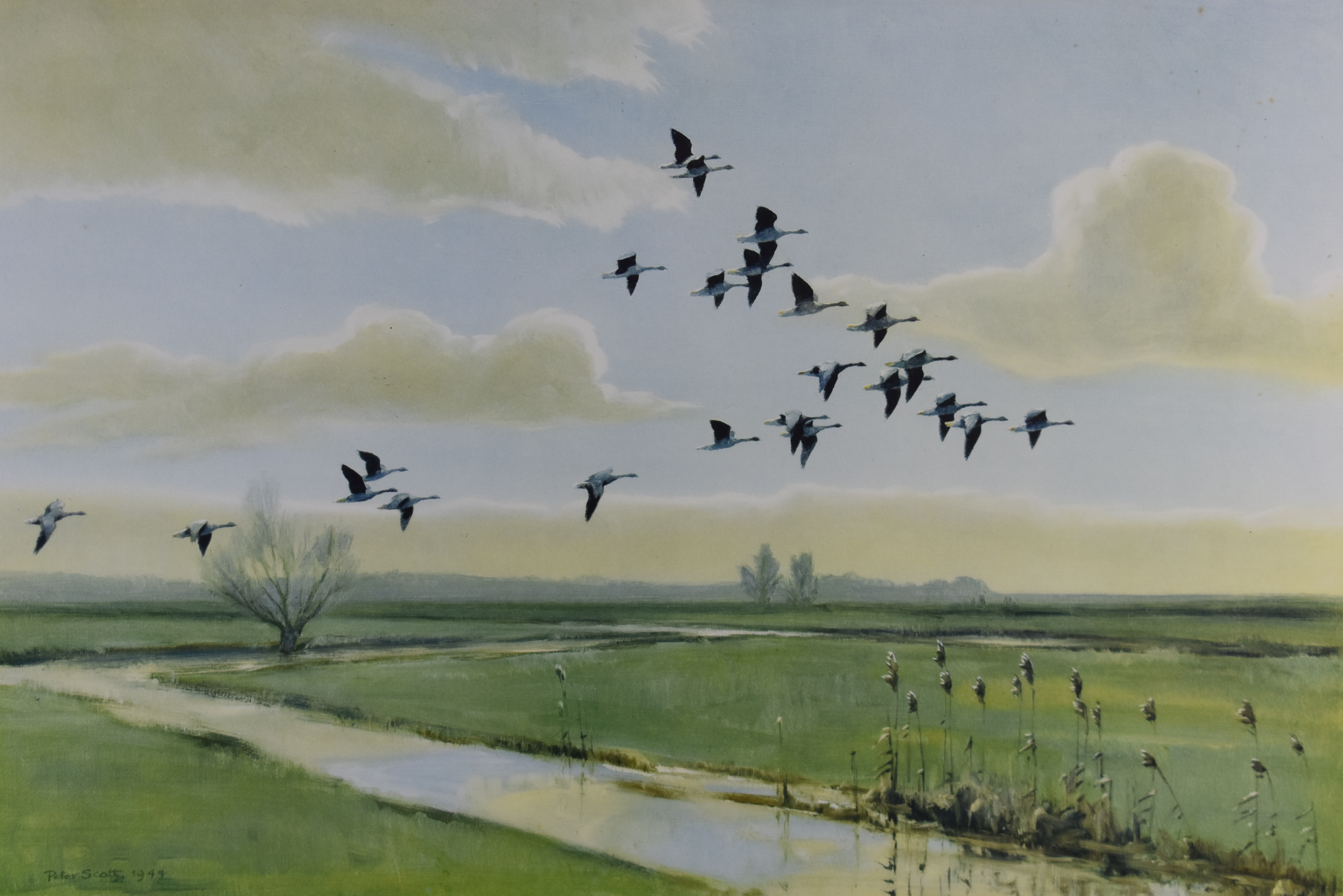 Peter Scott (1909-1989) signed print of geese in flight, 38 x 55cm, in oak frame