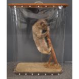 A 19th / 20thC taxidermy study of a koala on a branch, in later case with label to back Edward