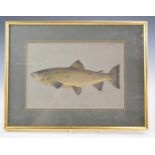 P.D Malloch Perth watercolour study of a trout fish, titled Lough Erne June 1930 and named top