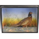 Taxidermy study of a cock pheasant in glazed case with label verso for James Gardner Natural History