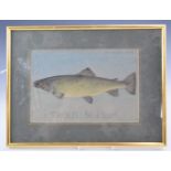 P.D Malloch Perth watercolour study of a trout fish, titled Trout 5lb 2oz and named top right, 17