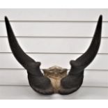 Taxidermy antelope / eland horns, length 70cm