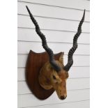 Taxidermy antelope head and shoulder mount, height 75cm