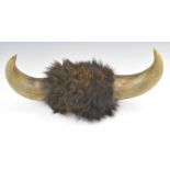 Taxidermy buffalo or similar horns, height 65cm