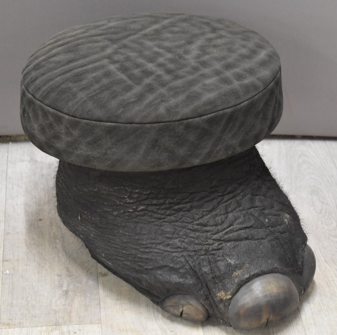 Taxidermy elephant foot stool, diameter 35 x height 28cm