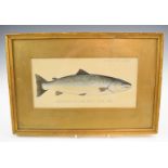 P.D Malloch Perth watercolour study of a salmon fish, titled Caught River Spey 1931 34lb and named