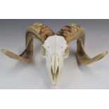 Taxidermy rams skull and horns, height 18 x width 43cm