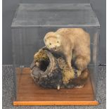 Taxidermy study of a weasel or polecat on wood mount, in glazed case, W35 x D35 x H35cm