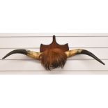 Taxidermy horns on shield shaped mount, width 82cm
