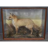 Early 20thC taxidermy study of a fox in naturalistic setting, in glazed case, W91 x D29 x H69cm