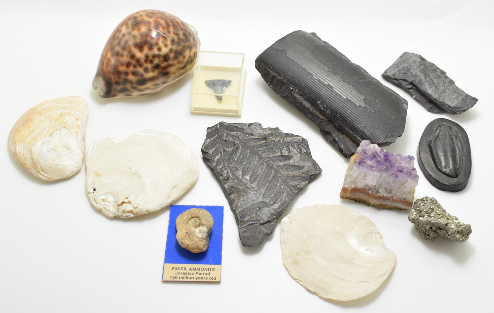 A collection of fossils and mineral specimens including a tooth, leaves and a geode, tallest 14cm