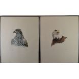 Don Cordery (born 1942) pair of signed limited edition (49/200) studies of birds Bald Headed Eagle