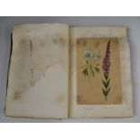 Book containing approximately 70 Victorian botanical studies, mostly labelled including one dated