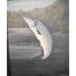 A. Rowland Knight (active 1810-1840) oil on board study of a salmon jumping, signed lower right,