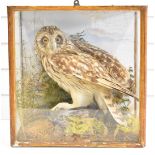 Early 19thC taxidermy study of an owl, in glazed case with label verso W Barber, Lincoln, W37 x
