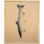 John Macpherson (19th/20thC Inverness taxidermist) watercolour study of a fish 'River Spey 1925