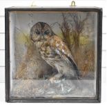 Early 19thC taxidermy study of an owl with its catch, in glazed case, W40.5 x D x 27 x H40.5cm