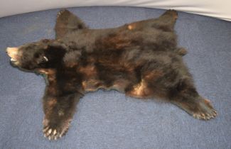 Taxidermy North American black bear skin rug on felt backing, 150x150cm.