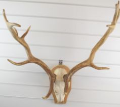 A taxidermy pair of stag antlers with skull, mounted on wooden shield, 83cm from base to tip of