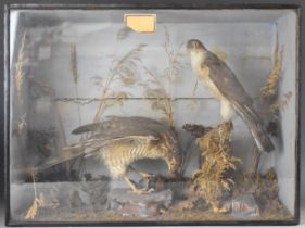 Victorian taxidermy study of a pair of sparrowhawks, one holding a small bird, in naturalistic