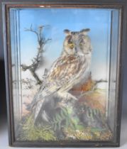 Victorian taxidermy study of a long-eared owl in naturalistic setting, in glazed case, 44.5x35x16.