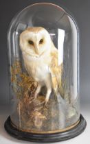 Victorian taxidermy study of a barn owl, on naturalistic base under glass dome, 44cm tall.