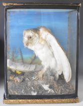 Victorian taxidermy study of a barn owl, on naturalistic base and in glazed case, 43x33x23cm.