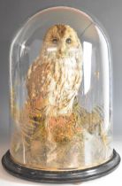 Victorian taxidermy study of an owl, on naturalistic base under glass dome, 44cm tall.