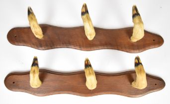 A pair of taxidermy deer hoof coat hooks, each 53cm long.