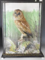 Thomas Hunt of Alcester Victorian taxidermy study of an owl on naturalistic base, in glazed case