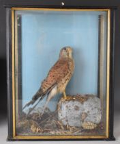 Victorian taxidermy study of a kestrel on naturalistic base, in glazed case with remnants of maker's