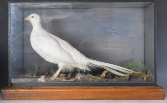 Victorian taxidermy study of an albino pheasant in naturalistic setting and on oak base, in glazed