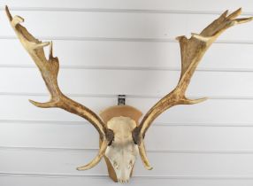 A taxidermy pair of stag antlers with skull, mounted on wooden shield, 70cm from base to tip of