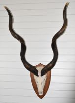 A taxidermy pair of kudu horns with skull, mounted on wooden shield shaped hardwood board, 135cm