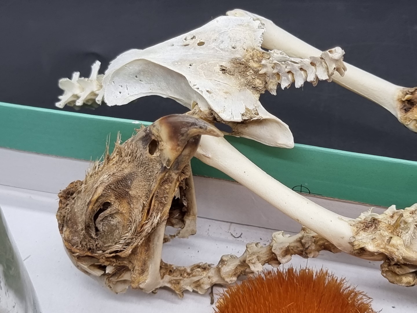 Natural History: a interesting group of items, to include coral; a partial bird skeleton, possibly a - Image 2 of 4