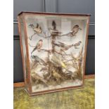 Taxidermy: a Victorian case of thirteen British garden birds, 57cm high x 54cm wide.