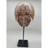 Taxidermy: a large horseshoe crab, 65cm long, on ebonized stand.