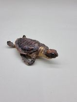 Taxidermy: a small Kemp's Ridley marine turtle (lepidochelys kempii), 14cm long.