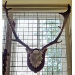 Taxidermy: a pair of fallow deer antlers, with partial skull, on oak shield, with brass plaque