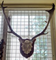 Taxidermy: a pair of fallow deer antlers, with partial skull, on oak shield, with brass plaque