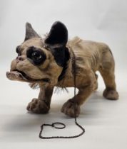 An antique French papier-mache growler bulldog, c.1900, with chain-pull barking mechanism, coconut