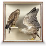 A magnificent pair of Sea Eagles by Duncan or Cullingford