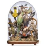 A large glass dome of Australian birds