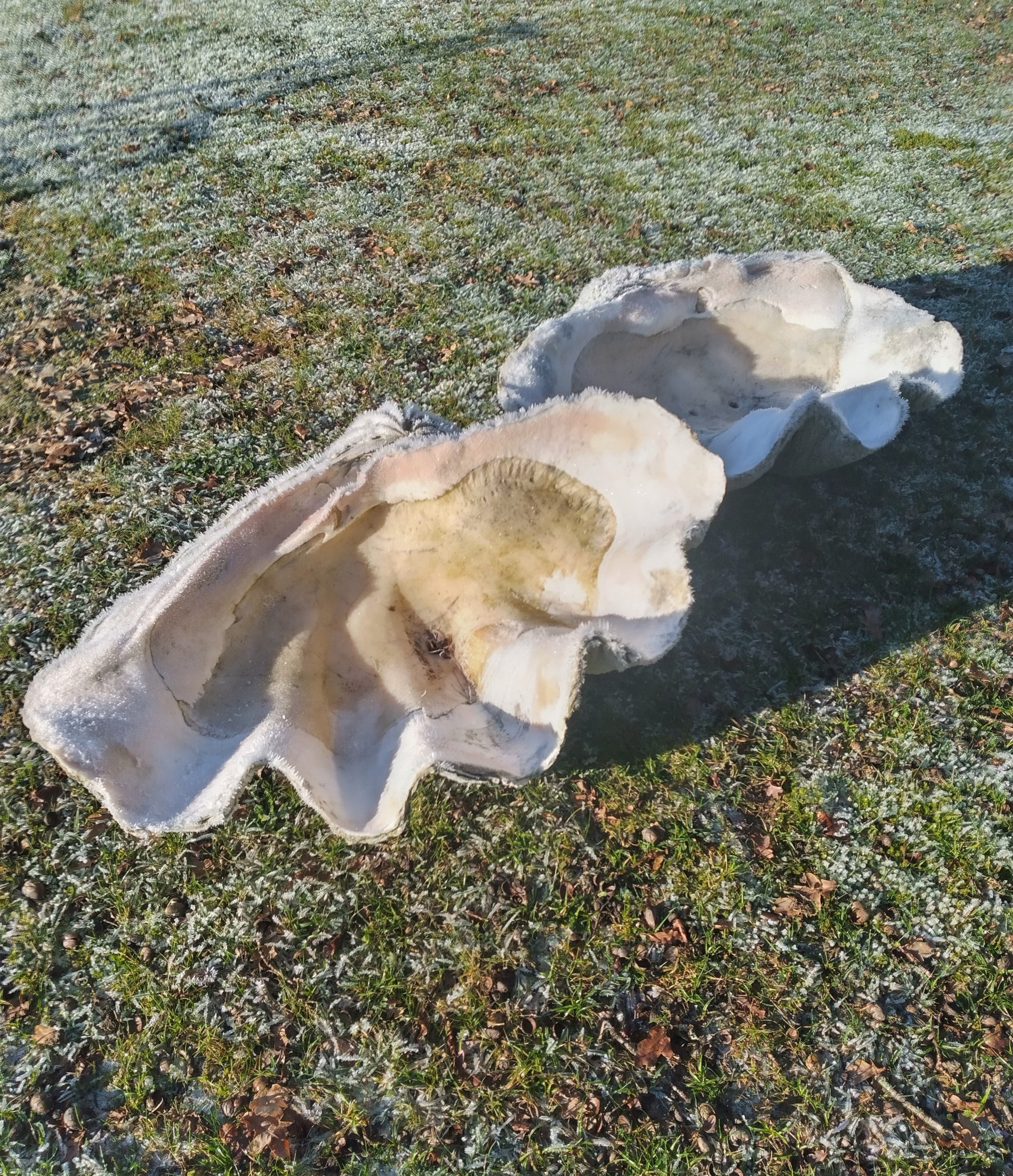 A pair of clam shells - Image 2 of 2