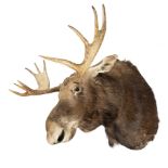 A large Canadian Moose head mount