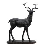 Stag