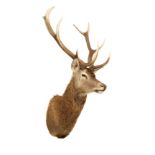 A Red deer trophy