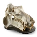 A hippo skull