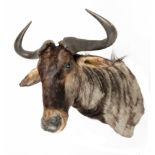 A brindled Gnu trophy