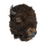 An American Bison head mount